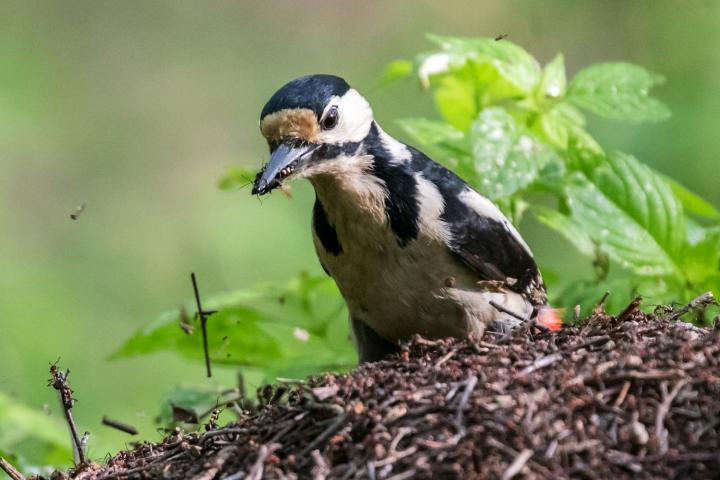 Strakapoud velký (Dendrocopos major)
