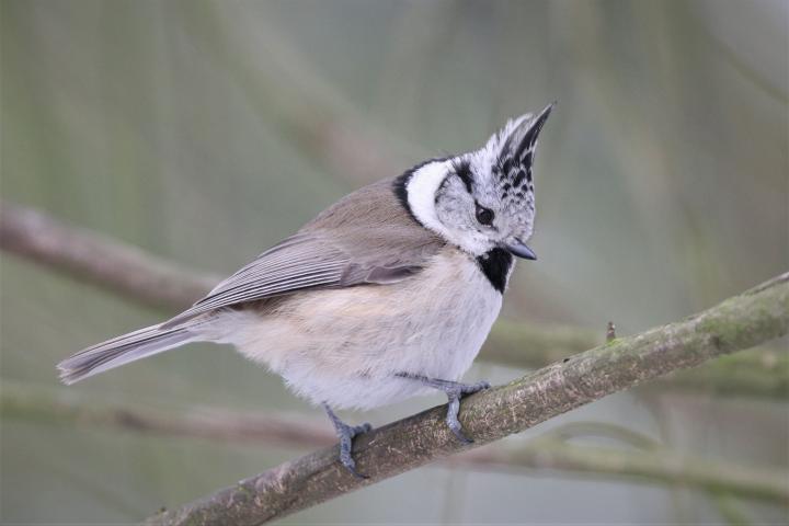 Sýkora parukářka (Parus cristatus)