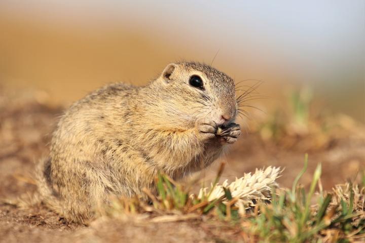 Sysel obecný (Citellus citellus)
