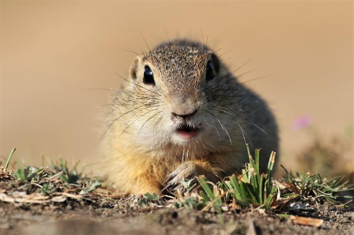 Sysel obecný (Citellus citellus)