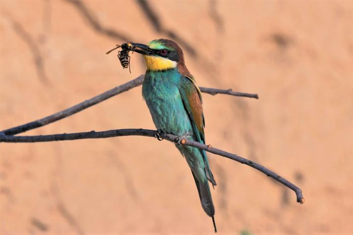 Vlha pestrá (Merops apiaster)