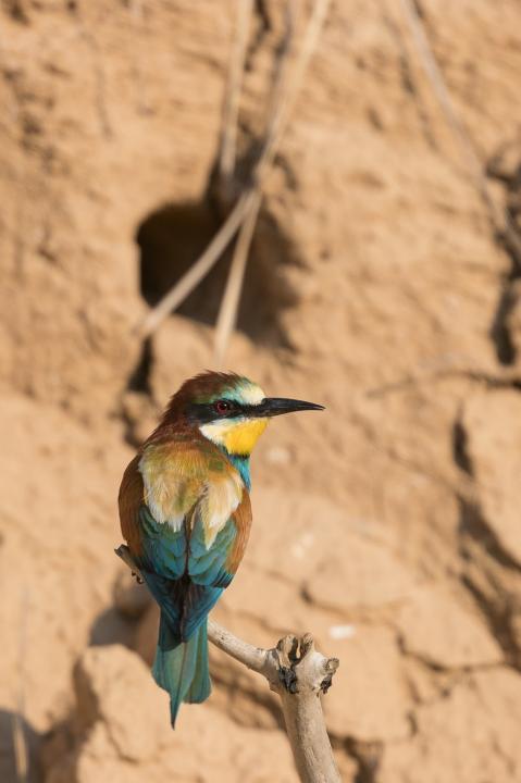 Vlha pestrá (Merops apiaster)