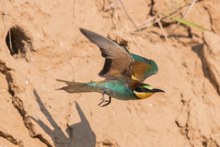 Vlha pestrá (Merops apiaster)