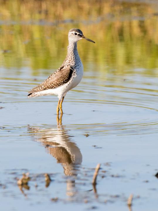 Vodouš bahenní (Tringa glareola)