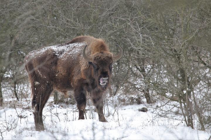 Zubr evropský (Bison bonasus)