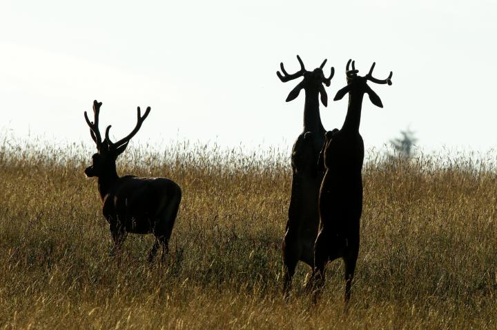 Jelen lesní (Cervus elaphus)