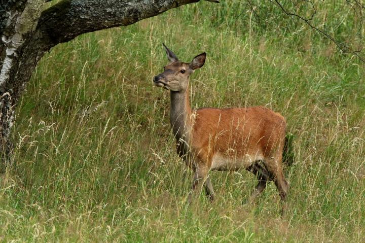 Jelen lesní (Cervus elaphus)
