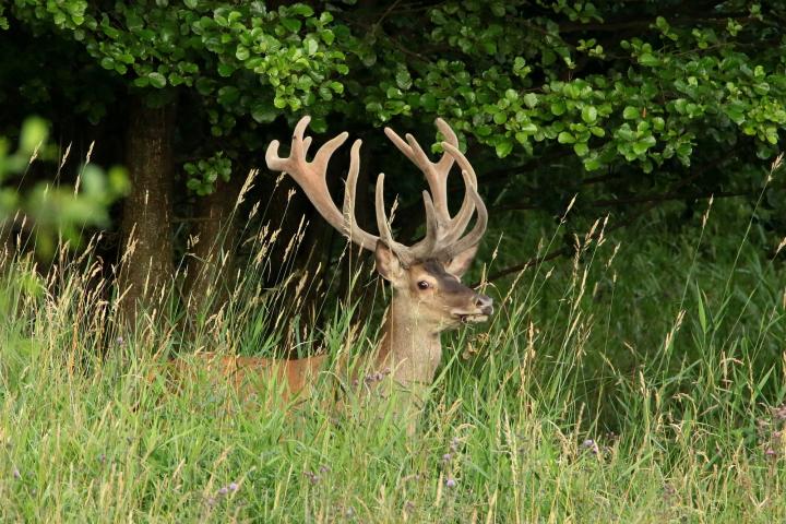 Jelen lesní (Cervus elaphus)