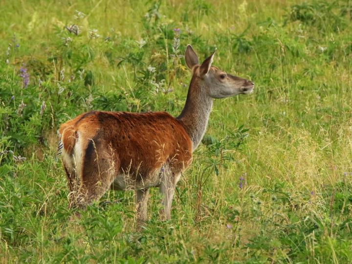 Jelen lesní (Cervus elaphus)