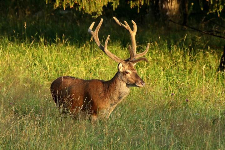 Jelen lesní (Cervus elaphus)