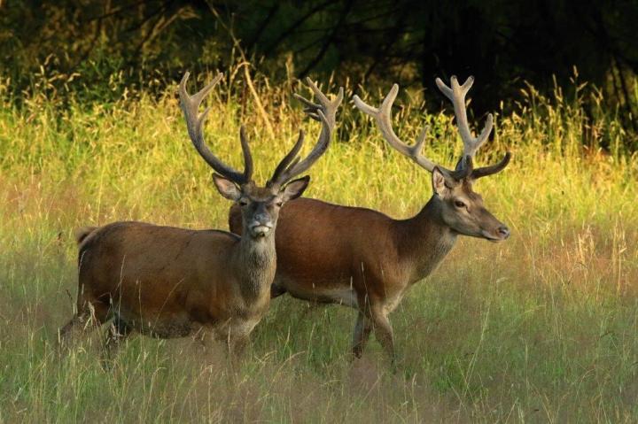 Jelen lesní (Cervus elaphus)