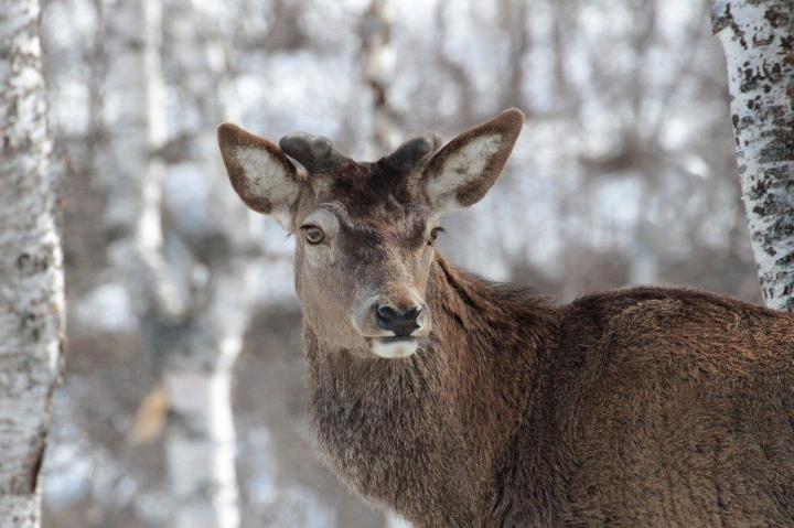 Jelen lesní (Cervus elaphus)