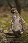 Hazel Grouse (Bonasa bonasia)