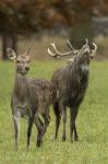 Red Deer (Cervus elaphus)