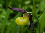 Střevíčník pantoflíček (Cypripedium calceolus)