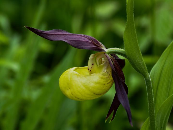 Střevíčník pantoflíček (Cypripedium calceolus)