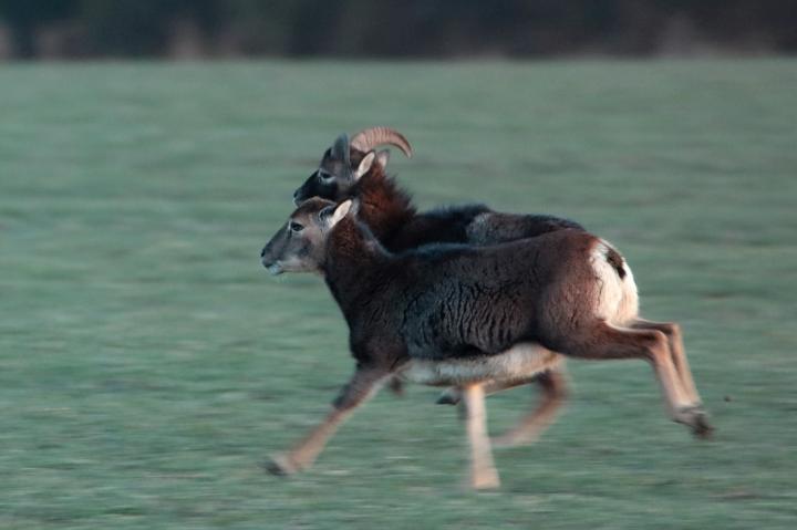 Muflon (Ovis musimon)