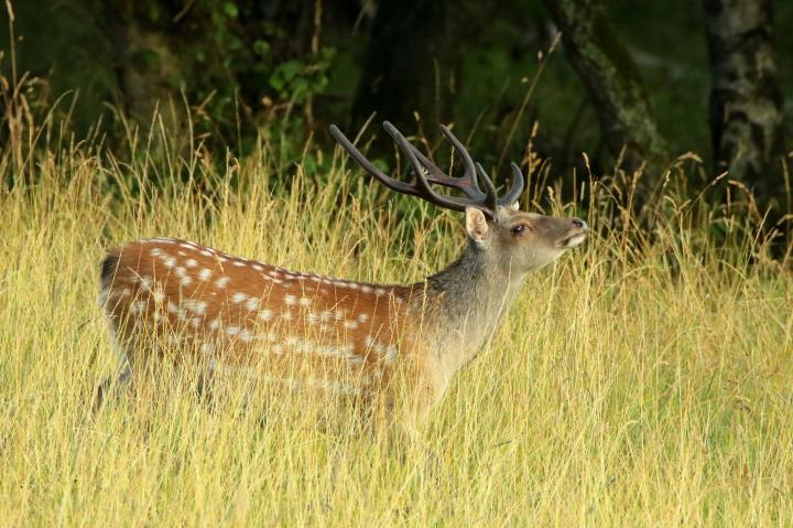 Jelen sika japonský (Cervus nippon nippon)
