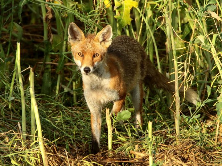  Liška obecná ( Vulpes Vulpes)