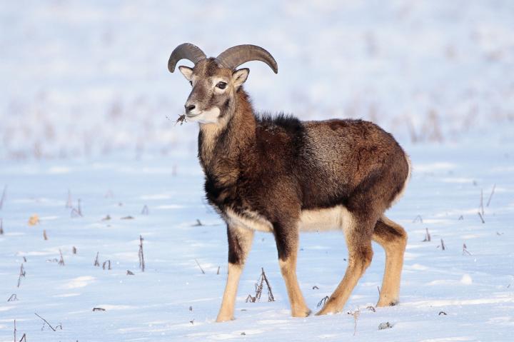 Muflon (Ovis musimon)