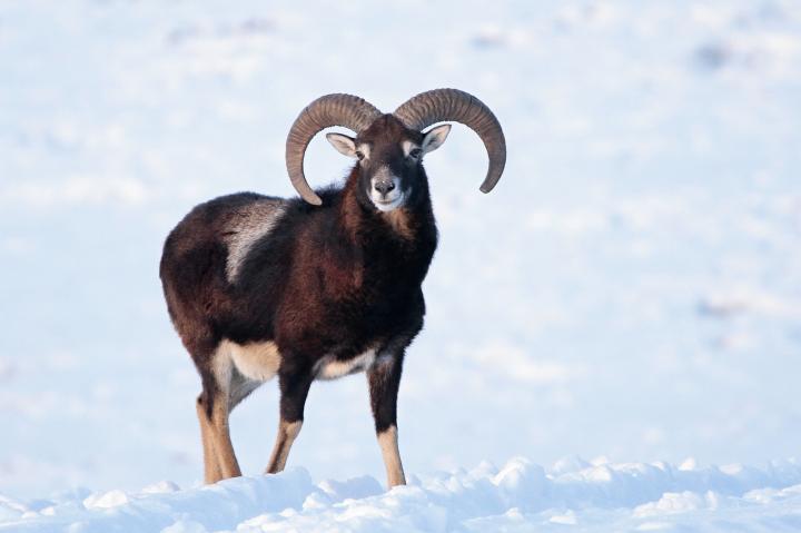 Muflon (Ovis musimon)