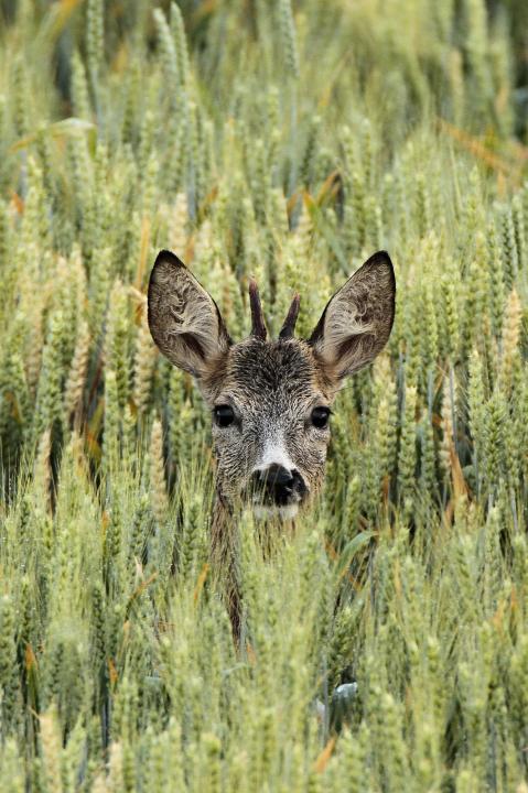  Srnec obecný ( Capreolus capreolus )