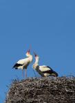 White Stork (Ciconia ciconia)