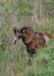 Mouflon (Ovis musimon)