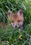  Liška obecná ( Vulpes Vulpes)