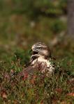 Káně lesní (Buteo buteo)