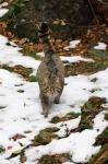 Wild Cat (Felis silvestris)