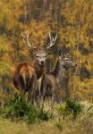 Jelen lesní (Cervus elaphus)