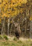 Jelen lesní (Cervus elaphus)