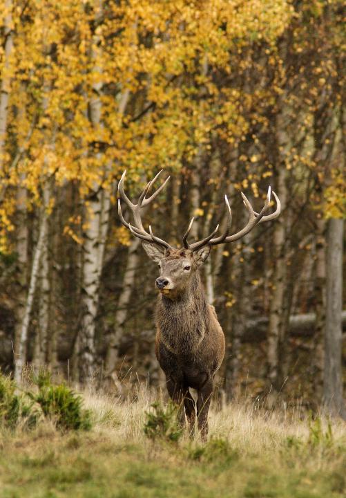 Jelen lesní (Cervus elaphus)