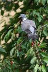 Holub hřivnáč (Columba palumbus)