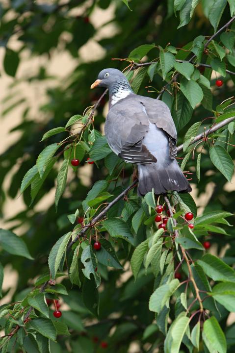 Holub hřivnáč (Columba palumbus)
