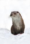 Otter (Lutra lutra)