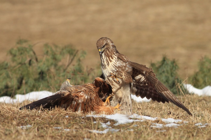 Káně lesní (Buteo buteo)