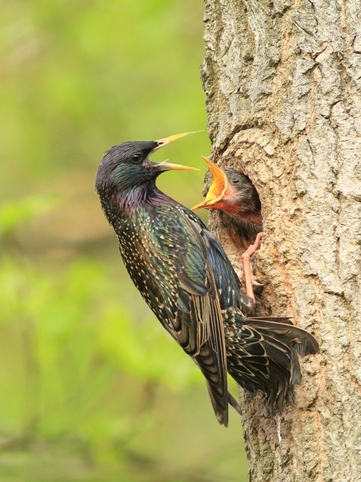 Špaček obecný (Sturnus vulgaris)