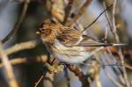 Common redpoll (Carduelis flammea)