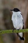 Collared flycatcher (Ficedula albicollis)