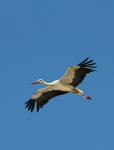 White Stork (Ciconia ciconia)