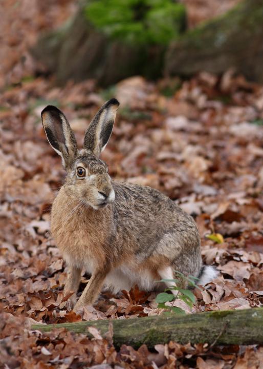 Zajíc polní  (Lepus europaeus)