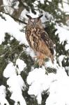 Eagle Owl (Bubo bubo)