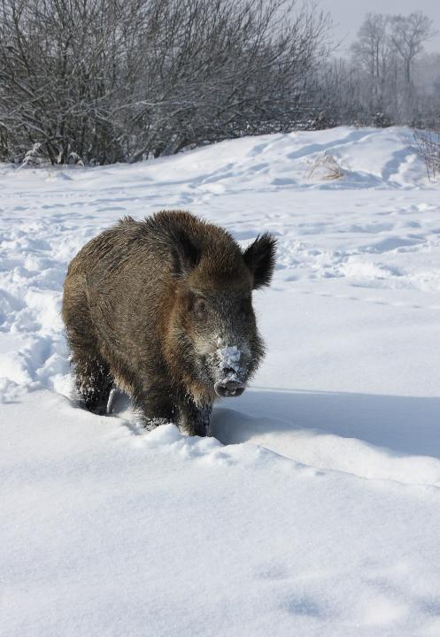  Prase divoké ( Sus scrofa)