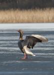 Greylag Goose (Anser anser)