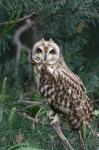 Short-eared Owl (Asio flammeus)