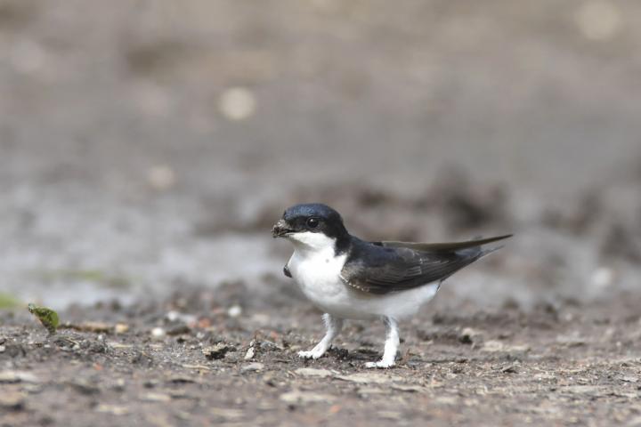 Jiřička obecná (Delichon urbica)