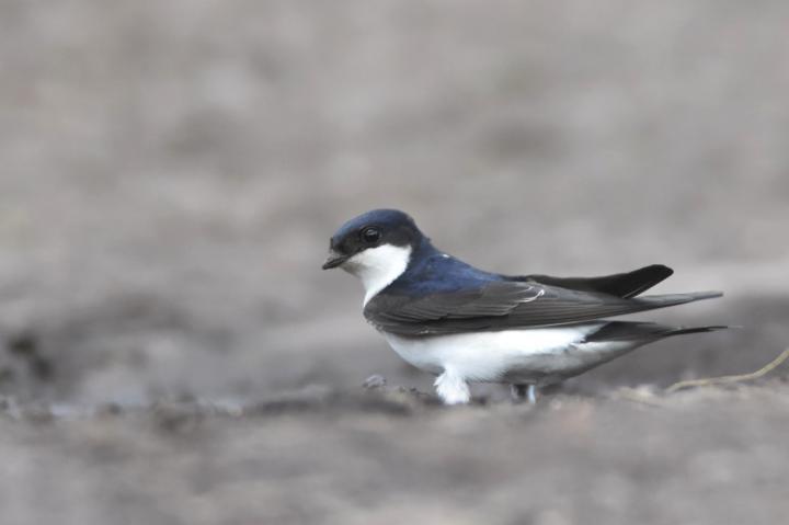 Jiřička obecná (Delichon urbica)