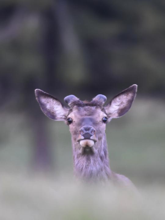 Jelen lesní (Cervus elaphus)